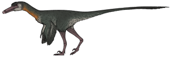 Kank australis.png
