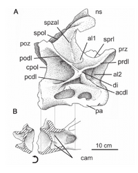 Cathartesaura posterior cervical.png
