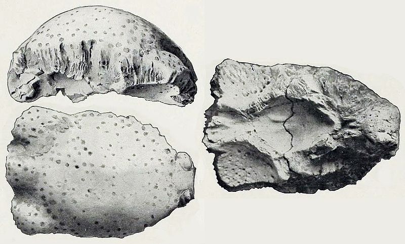 Plik:Prenocephale brevis.jpg
