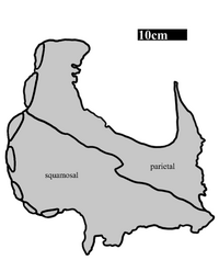 UMNH VP 16704 Nipple Butte.png