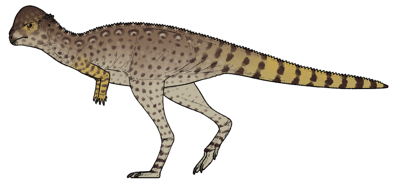 Plik:Zavacephale rinpoche.png