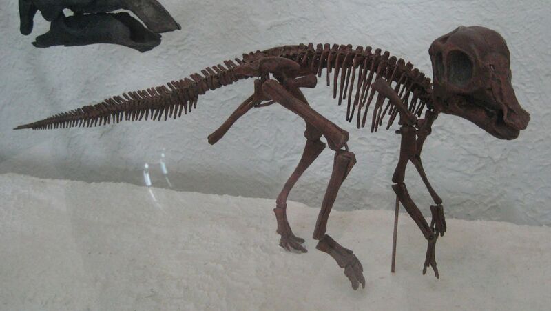 Plik:Hypacrosaurus Altispinus.jpg
