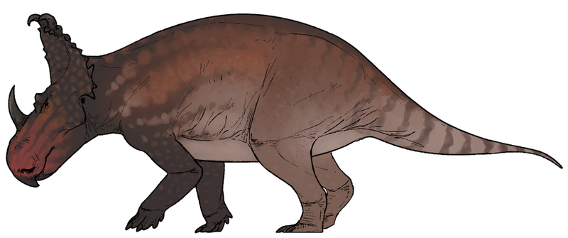 Plik:Sinoceratops zhuchengensis.png
