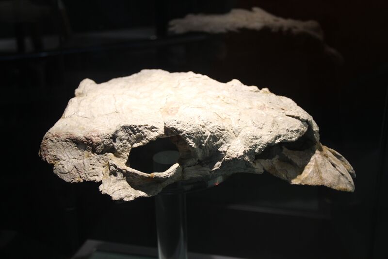 Plik:Zhongyuansaurus luoyangensis skull.jpg