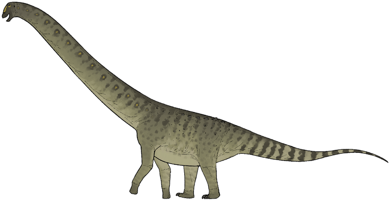 Plik:Chadititan calvoi.png