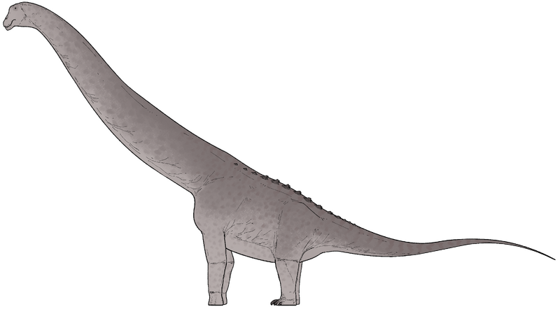 Plik:Utetitan zellaguymondeweyae.png