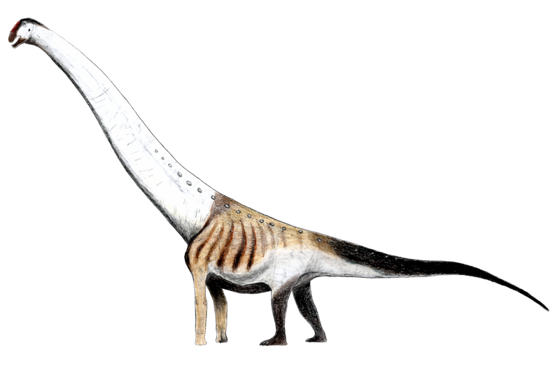Plik:Aegyptosaurus LM.png