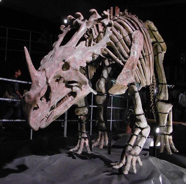 Plik:Sinoceratops skeleton.jpg