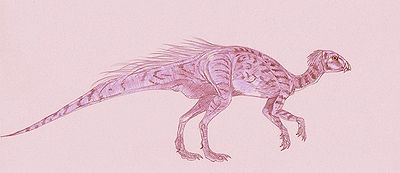 Heterodontosaurus.jpg