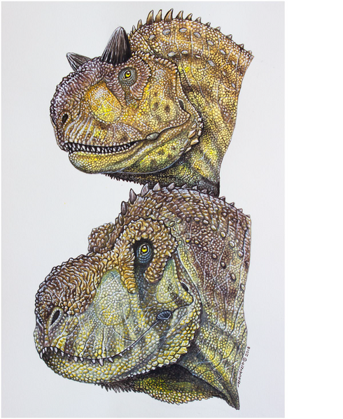 Plik:Abelisaurids Heads.png