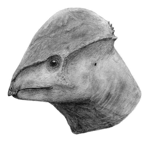 Plik:Amtocephale LM.png