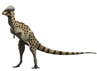 Colepiocephale lambei.png