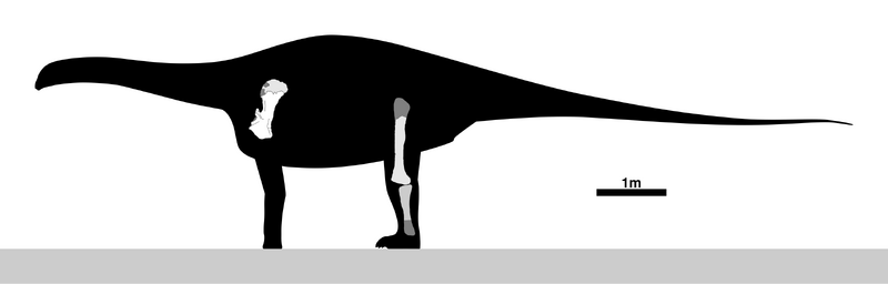 Plik:Rayososaurus Skeletal.png