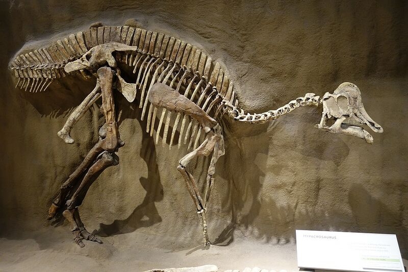 Plik:Hypacrosaurus Royal Tyrrell.jpg