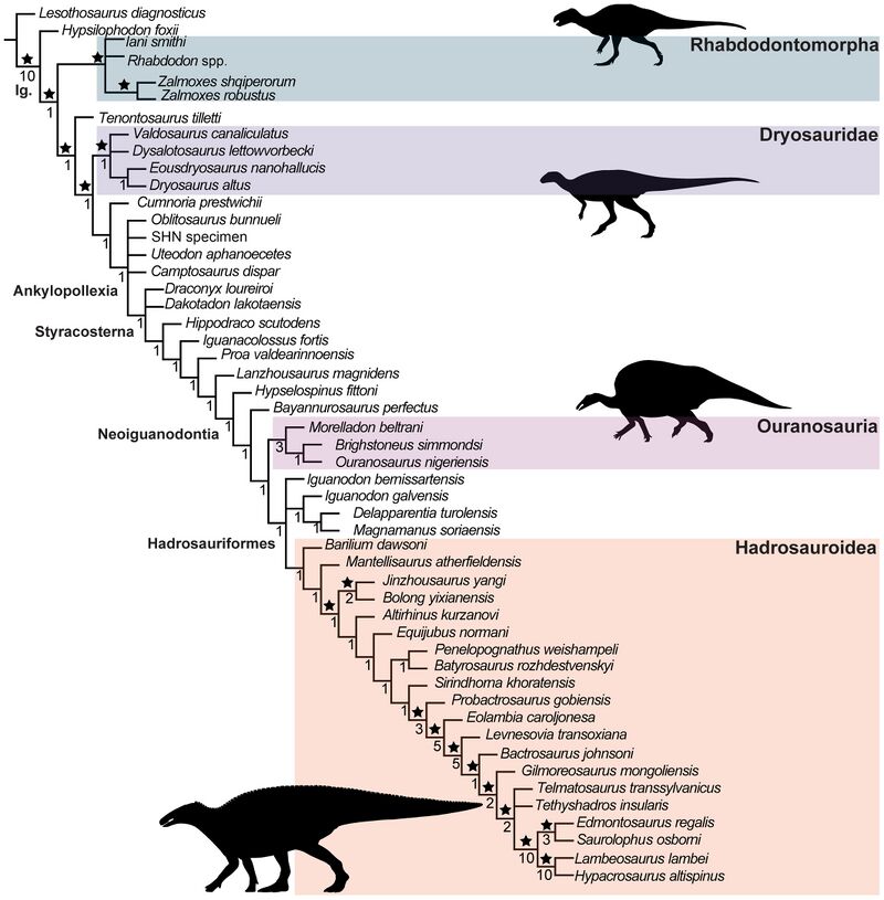 Iguanodontia Rotatori et al.jpg