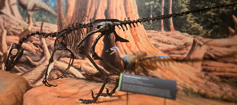 Plik:Troodon MOR full.png