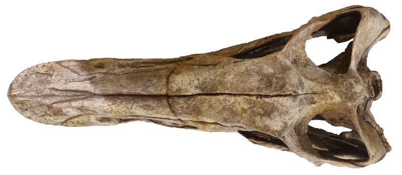 Plik:Falcarius skull top view fruita.jpg