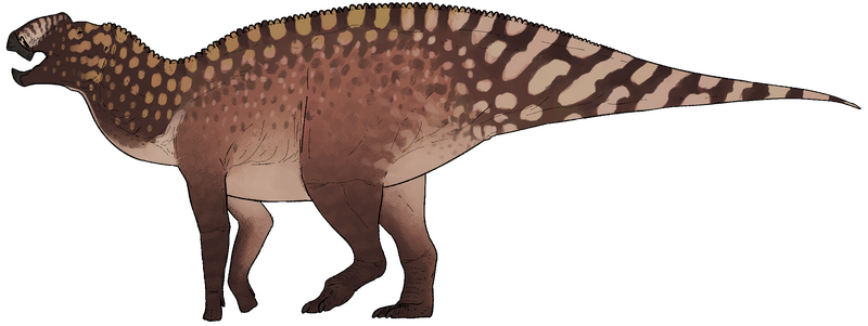 Plik:Coahuilasaurus lipani.png