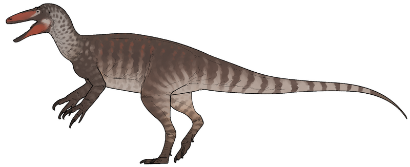 Plik:Joaquinraptor casali.png