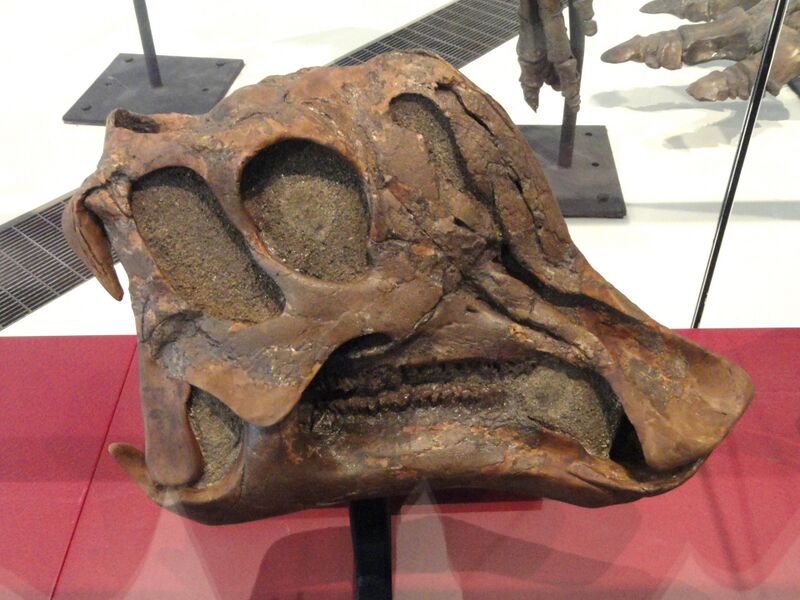 Plik:Corythosaurus cauarius, juvenile skull and jaws, Dinosaur Provincial Park, Alberta, Canada, Late Cretaceous - Royal Ontario Museum - DSC00025.JPG