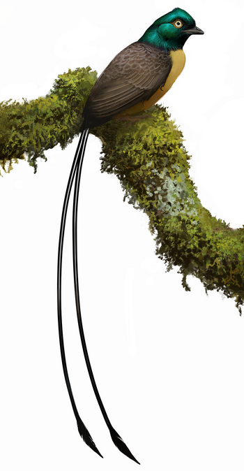 Plumadraco bankoorum (life restoration).png