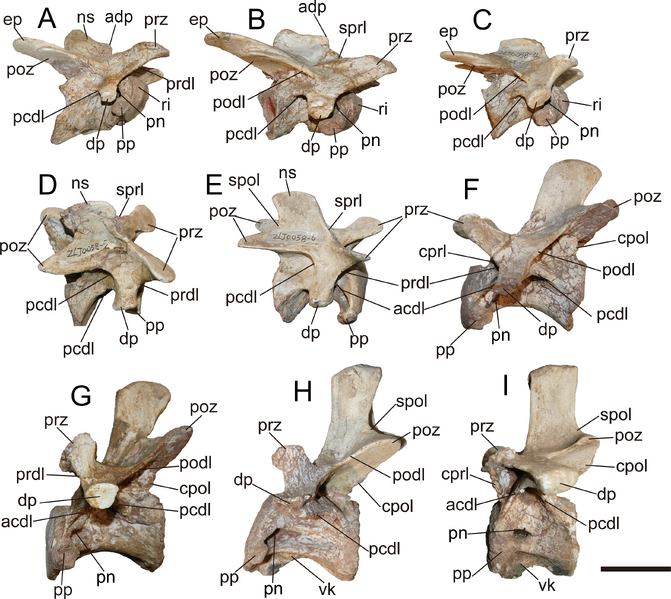 Plik:Yuanmouraptor (postaxial vertebrae, LFGT-ZLJ0115).png