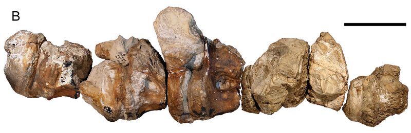 Plik:Austrosaurus vertebrae.jpg