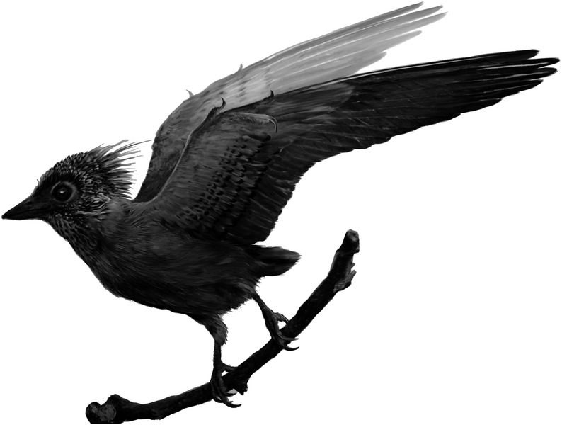 Plik:Confuciusornis plumage pattern.png
