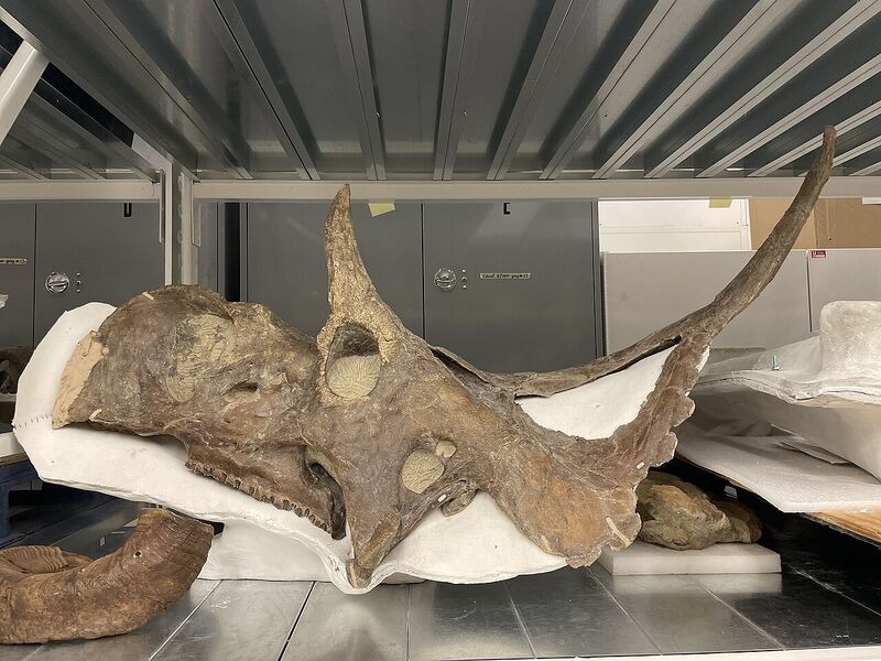 Plik:Diabloceratops eatoni by Nick Longrich.jpg