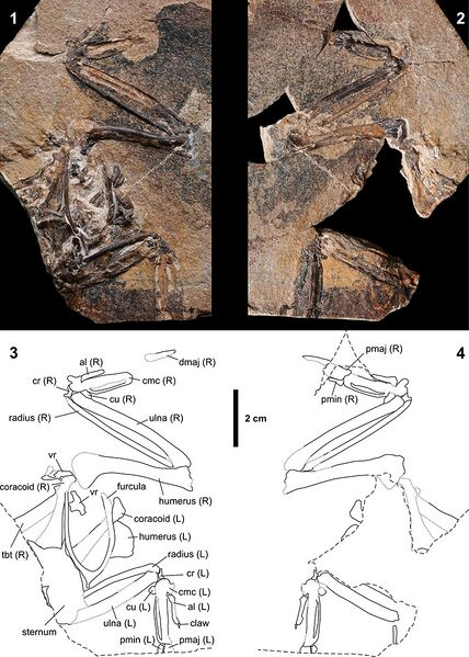 Plik:Sobniogallus holotype.jpg
