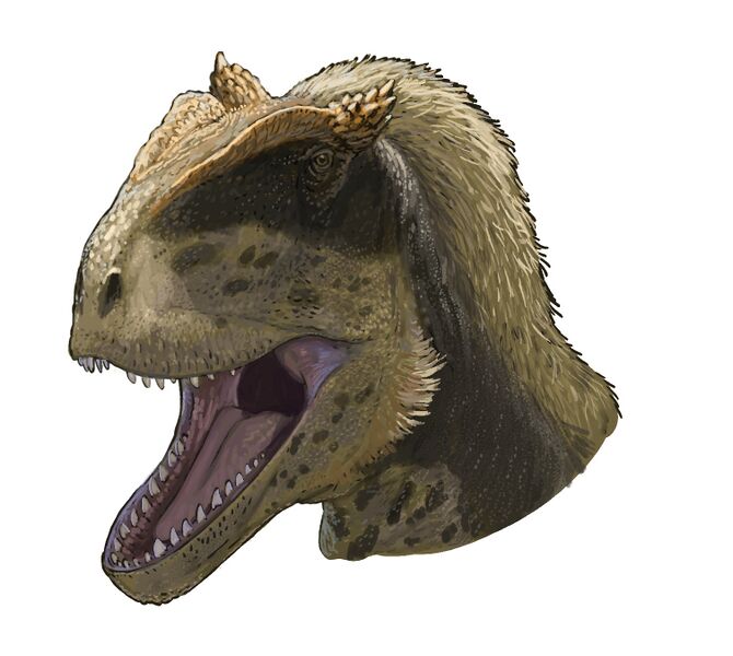 Plik:Alpkarakush portrait.jpg