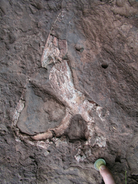 Parotosuchus.png