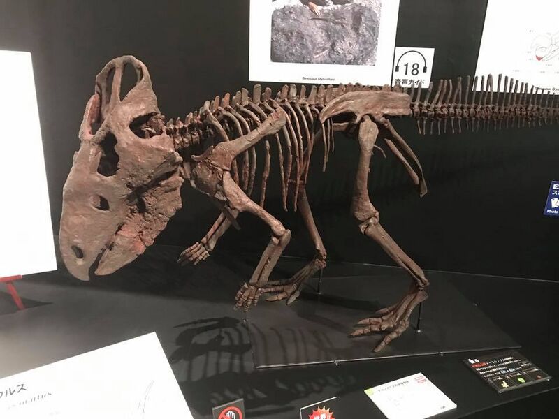 Plik:Cerasinops skeleton.jpg