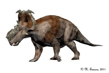 Pachyrhinosaurus lakustai NT.jpg