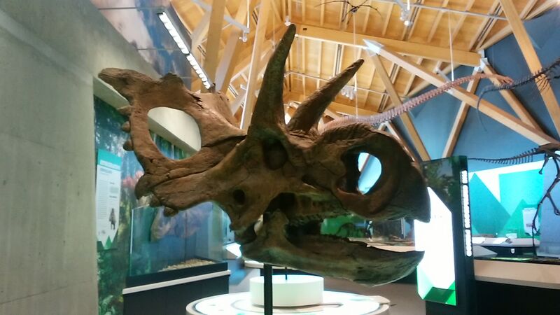 Plik:Xenoceratops.jpg