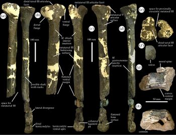 Merchantville tyrannosauroid.jpg