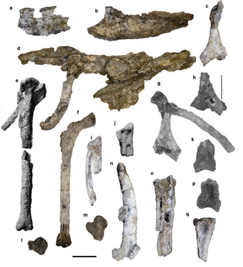 Antarcticavis holotype.png