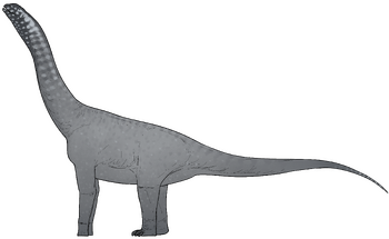 Jinchuanloong niedu.png