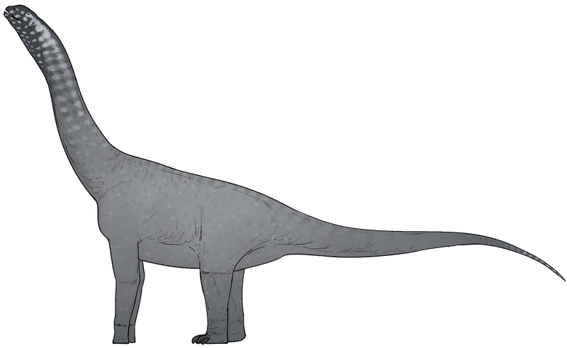 Plik:Jinchuanloong niedu.png