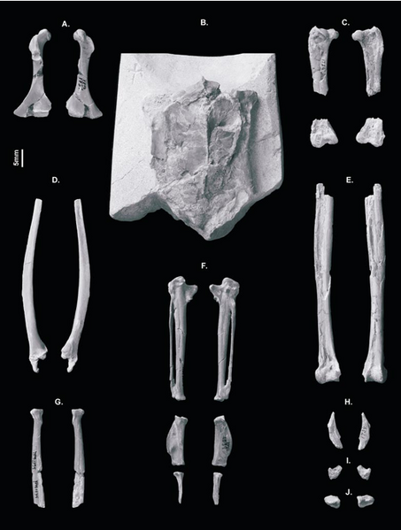 Plik:Iaceornis marshi holotype.png